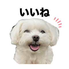 [LINEスタンプ] マルチーズ写真・デカ文字お返事スタンプ
