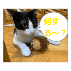 [LINEスタンプ] Ongaisimasuuuu