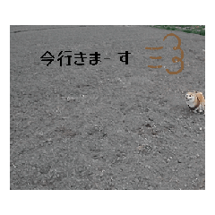 [LINEスタンプ] あずき 柴犬 2