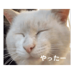 [LINEスタンプ] ありちゃんちのねこノリノリバージョン
