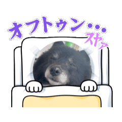 [LINEスタンプ] ころすけ16歳、ポメラニアン？やってます！