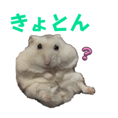 [LINEスタンプ] こめすたぴのすたすたすたんぷ