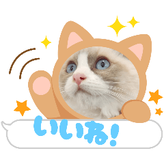 [LINEスタンプ] 毎日使える【ラグドール】ねこスタンプ1