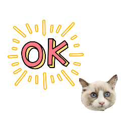 [LINEスタンプ] 毎日使える【ラグドール】ねこスタンプ2