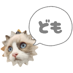 [LINEスタンプ] 毎日使える【ラグドール】ねこスタンプ3