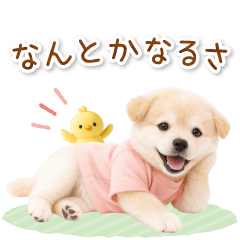 [LINEスタンプ] ポジティブな気持ちを伝える☆垂れ耳柴犬