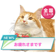 [LINEスタンプ] わが家のニャンTube☆2