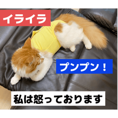[LINEスタンプ] わが家のニャンTube☆3