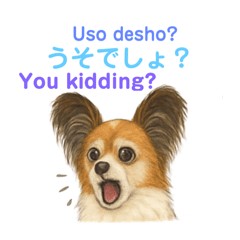 [LINEスタンプ] バイリンガルCocoちゃん