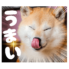 [LINEスタンプ] 柴犬ももスタンプ～日常会話②～