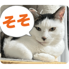 [LINEスタンプ] リンタロスァン第5弾
