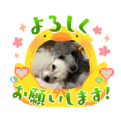 [LINEスタンプ] 最高に可愛いトイプー♥