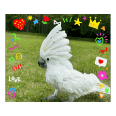 [LINEスタンプ] 動くタイハクオウムのパクチー