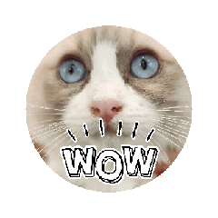 [LINEスタンプ] 毎日使える【ラグドール】ねこスタンプ4