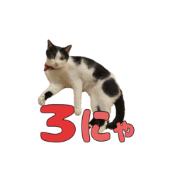 [LINEスタンプ] ねこのくちん Vol.3