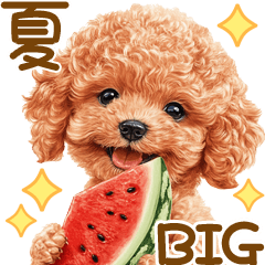 [LINEスタンプ] トイプードルの夏BIGスタンプ