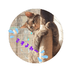 [LINEスタンプ] あずき＆くるみのスタンプ2