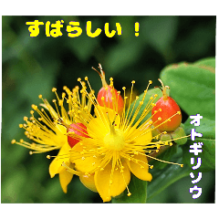[LINEスタンプ] 梅雨どきの山野草たちで ご挨拶