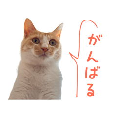 [LINEスタンプ] おことらスタンプ