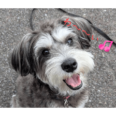 [LINEスタンプ] いつも可愛い私の愛犬