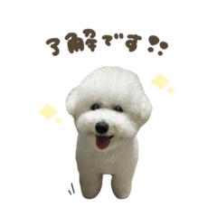 [LINEスタンプ] ハクくん☆スタンダード
