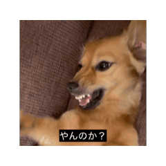 [LINEスタンプ] 変な長い犬