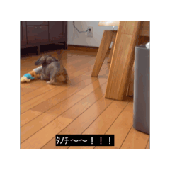 [LINEスタンプ] 変な犬 コガキ期
