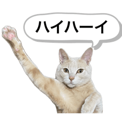 [LINEスタンプ] にゃんまるほのぼのスタンプ
