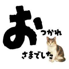 [LINEスタンプ] 【敬語まじり】リアルねこのやさしいことば