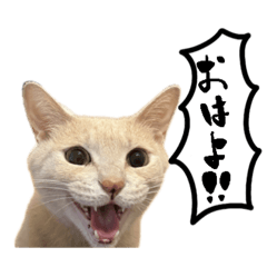 [LINEスタンプ] にゃんまる叫びスタンプ
