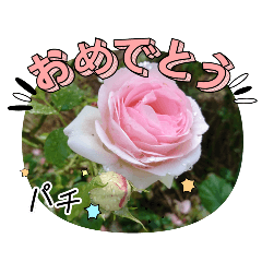 [LINEスタンプ] 癒やし植物スタンプ