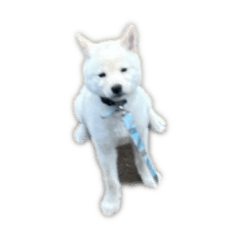 [LINEスタンプ] RaIchi417