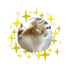 [LINEスタンプ] ミィくんの梅雨ドキドキ