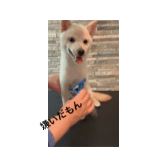 [LINEスタンプ] うちの犬白柴