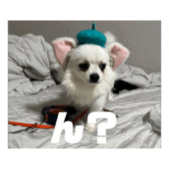 [LINEスタンプ] 可愛いミルの動くスタンプ