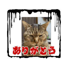 [LINEスタンプ] 猫日和な猫屋敷スタンプⅢ