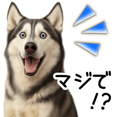 [LINEスタンプ] シベリアンハスキー★毎日使う返信スタンプ