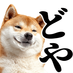 [LINEスタンプ] ドヤっとダンディな柴犬