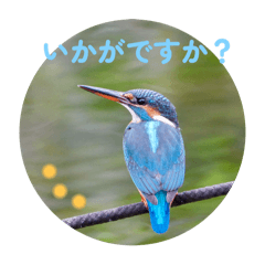 [LINEスタンプ] 野鳥写真スタンプ2【鳥見の言葉】