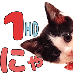 [LINEスタンプ] ねこのくちん Vol.1HD