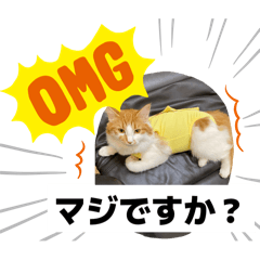 [LINEスタンプ] わが家のニャンTube☆4