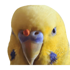 [LINEスタンプ] セキセイインコ とりちゃんの主張