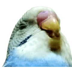 [LINEスタンプ] セキセイインコ ちんちゃんの主張