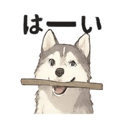 [LINEスタンプ] ハスキー犬☆日常会話☆毎日使いたい☆