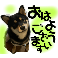[LINEスタンプ] 黒柴 さん太 僕が今の気持ちを伝えます。