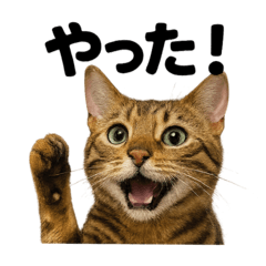[LINEスタンプ] リアルなベンガル猫の日常感情日記ライン