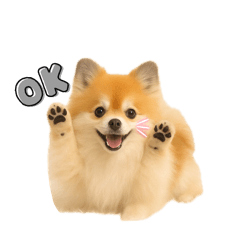 [LINEスタンプ] ポメラニアン パーティー色 日常敬語