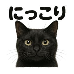 [LINEスタンプ] リアルな黒猫の感情表現日記ラインスタンプ