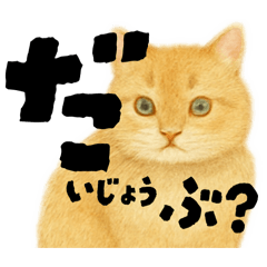 [LINEスタンプ] 【しずかに寄り添う】リアルねこのことば