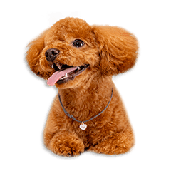 [LINEスタンプ] 福重家のなおちゃん